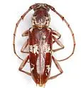 Elaphidion mimeticum