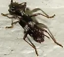 Elaphidion mimeticum - photo 2