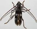 Elaphidion mimeticum - photo 3