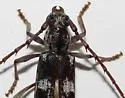 Elaphidion mimeticum - photo 4