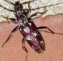 Elaphidion mimeticum - photo 5