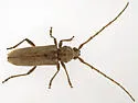 Elaphidion tectum