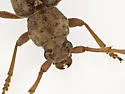 Elaphidion tectum - photo 2