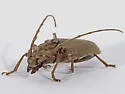 Elaphidion tectum - photo 3