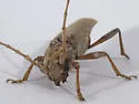 Elaphidion tectum - photo 4
