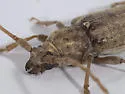 Elaphidion tectum - photo 5