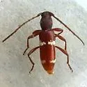 Elaphidionopsis fasciatipennis - photo 2