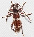 Elaphidionopsis fasciatipennis - photo 3