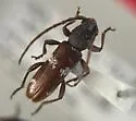 Elaphidionopsis fasciatipennis - photo 4