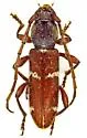 Elaphidionopsis fasciatipennis - photo 5