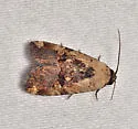 Elaphria agrotina - Hodges#9677 - photo 4