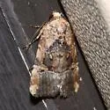 Chalcedony Midget - Hodges#9679