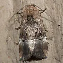 Chalcedony Midget - Hodges#9679 - photo 2