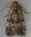 Chalcedony Midget - Hodges#9679 - photo 4