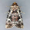 Elaphria cornutinis - Hodges#9681.2