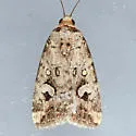 Elaphria cornutinis - Hodges#9681.2 - photo 2