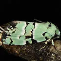 Elaphria cyanympha - Hodges#9297.2