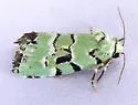 Elaphria cyanympha - Hodges#9297.2 - photo 3