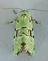 Elaphria cyanympha - Hodges#9297.2 - photo 4