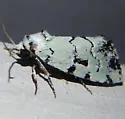 Elaphria cyanympha - Hodges#9297.2 - photo 5