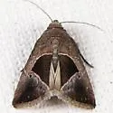 Elaphria deltoides - Hodges#9679.1