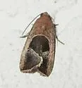 Elaphria deltoides - Hodges#9679.1 - photo 2
