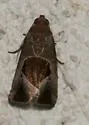 Elaphria deltoides - Hodges#9679.1 - photo 4