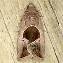 Elaphria deltoides - Hodges#9679.1 - photo 5