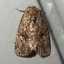 Exesa Midget Moth - Hodges#9682