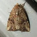 Exesa Midget Moth - Hodges#9682 - photo 2