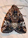 Exesa Midget Moth - Hodges#9682 - photo 4