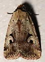 Festive Midget - Hodges#9681 - Elaphria festivoides