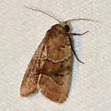 Elaphria fuscimacula - Hodges#9675