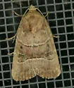 Elaphria fuscimacula - Hodges#9675 - photo 4