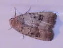 Elaphria fuscimacula - Hodges#9675 - photo 5