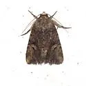 Elaphria trolia - Hodges#9682.2 - photo 2