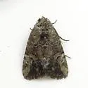 Elaphria trolia - Hodges#9682.2 - photo 3