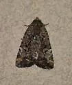 Elaphria trolia - Hodges#9682.2 - photo 4
