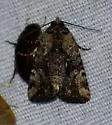 Elaphria trolia - Hodges#9682.2 - photo 5