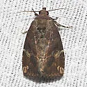 Variegated Midget - Hodges#9678 - Elaphria versicolor