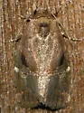 Variegated Midget - Hodges#9678 - photo 2