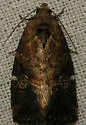 Variegated Midget - Hodges#9678 - photo 3