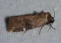 Variegated Midget - Hodges#9678 - photo 4