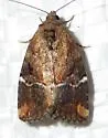 Variegated Midget - Hodges#9678 - photo 5