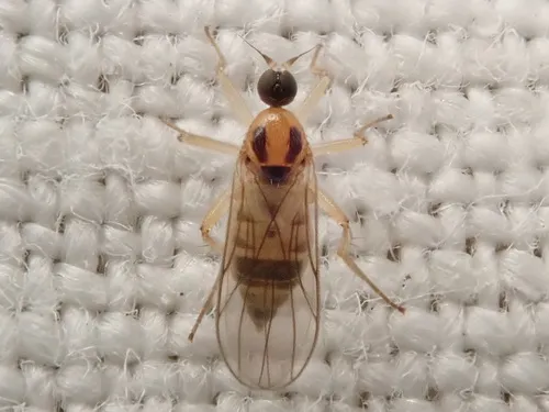 Elaphropeza ephippiata