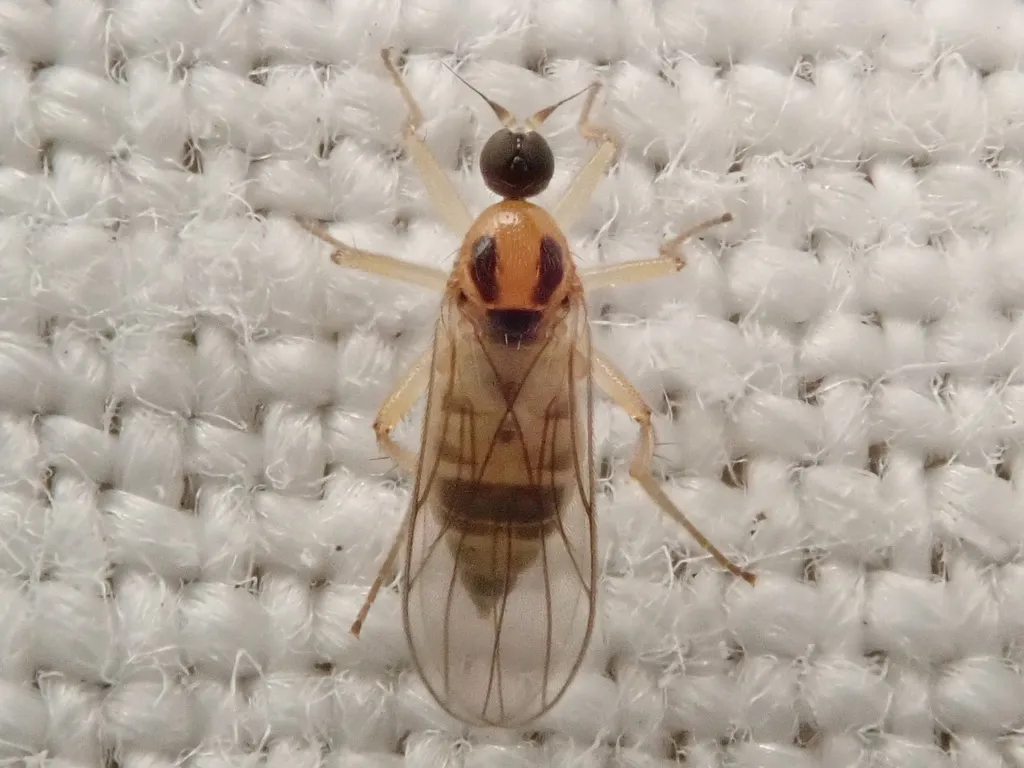 Elaphropeza ephippiata - photo 2