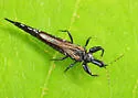 Elaphrothrips tuberculatus