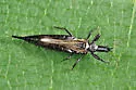 Elaphrothrips tuberculatus - photo 2