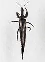 Elaphrothrips tuberculatus - photo 3