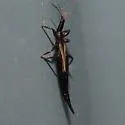 Elaphrothrips tuberculatus - photo 4